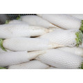 nueva cosecha de rábano blanco fresco para el mercado de corea y dubai